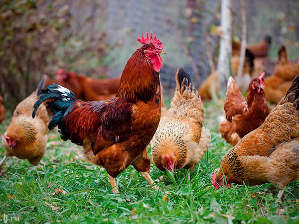 Породы куриц | ЗооТом - продажа, вязка и услуги для животных в Серафимовиче