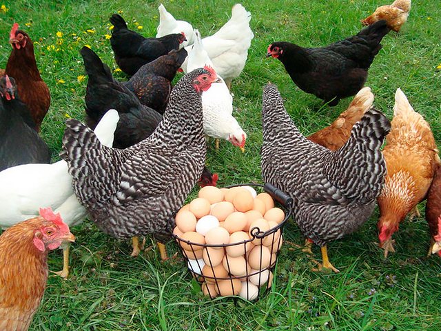 Содержание кур и уход за ними | ЗооТом - продажа, вязка и услуги для животных в Серафимовиче