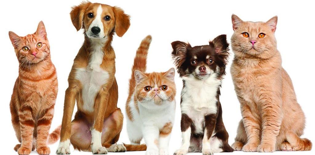 Доска объявлений о животных | ЗооТом - продажа, вязка и услуги для животных в Серафимовиче