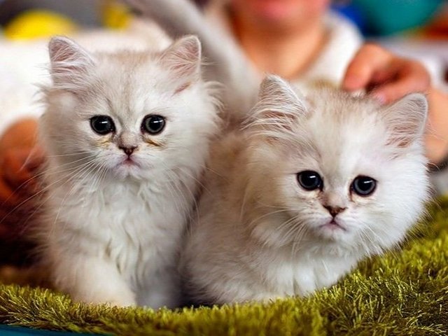 Породы кошек в Серафимовиче | ЗооТом портал о животных