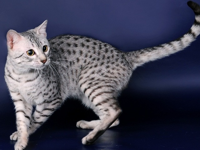 Породы кошек в Серафимовиче | ЗооТом портал о животных