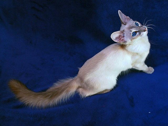 Выведенные породы кошек в Серафимовиче | ЗооТом портал о животных