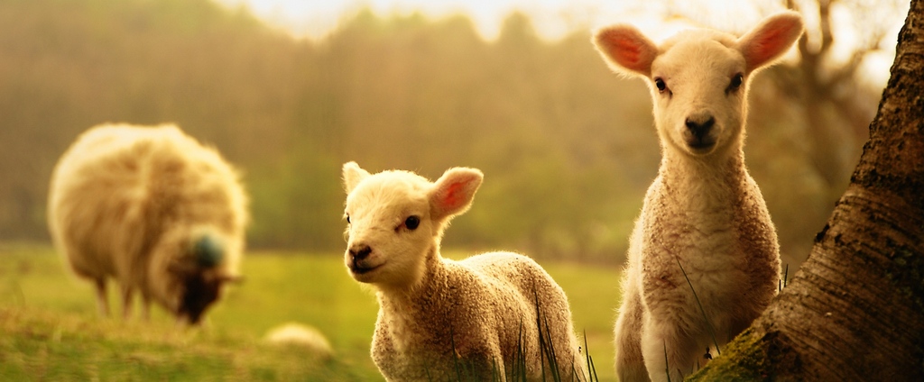 Объявления о сельскохозяйственных животных | ЗооТом - продажа, вязка и услуги для животных в Серафимовиче