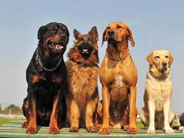 Крупные породы собак в Серафимовиче | ЗооТом портал о животных