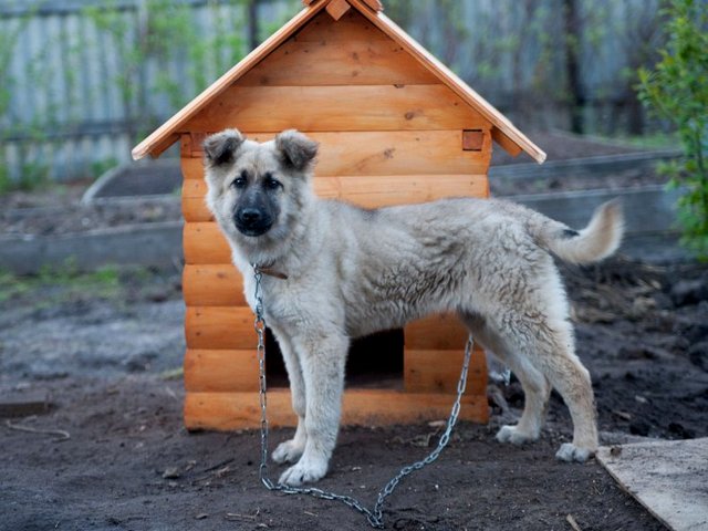 Все о собаках в Серафимовиче Все о собаках в Серафимовиче